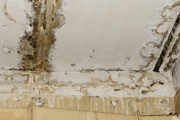 Best Emergency Mold Remediation  in Springdale, PA