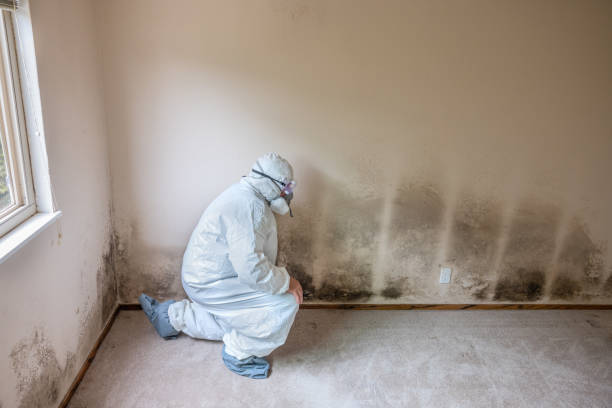 Best Basement Mold Removal  in Springdale, PA