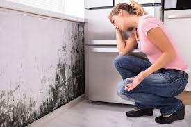 Best Mold Remediation for Rental Properties  in Springdale, PA